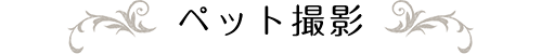 ペット撮影